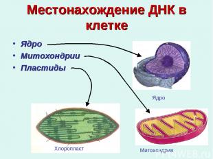 Местонахождение ДНК в клетке Ядро Митохондрии Пластиды Хлоропласт Митохондрия Яд