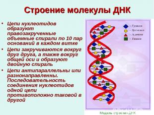 Строение молекулы ДНК Цепи нуклеотидов образуют правозакрученные объемные спирал