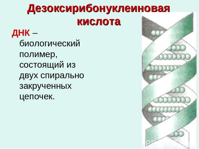 Дезоксирибонуклеиновая кислота ДНК –биологический полимер, состоящий из двух спирально закрученных цепочек.