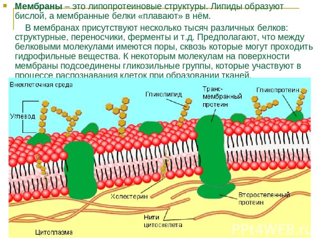 Мембраны – это липопротеиновые структуры. Липиды образуют бислой, а мембранные белки «плавают» в нём. В мембранах присутствуют несколько тысяч различных белков: структурные, переносчики, ферменты и т.д. Предполагают, что между белковыми молекулами и…