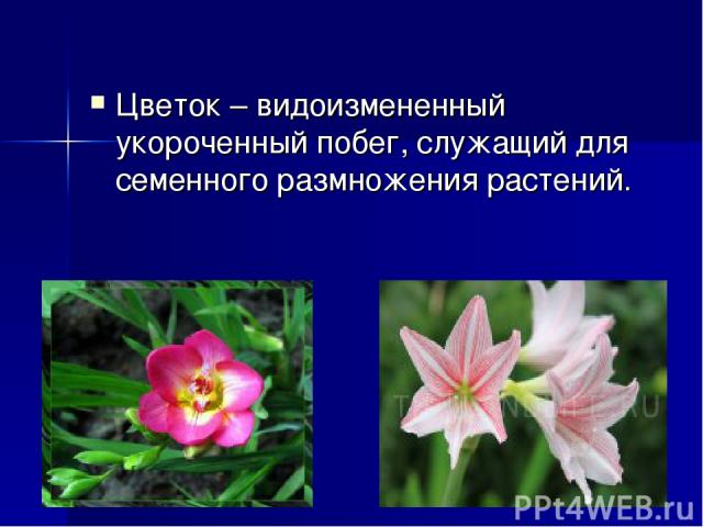 Цветок – видоизмененный укороченный побег, служащий для семенного размножения растений.