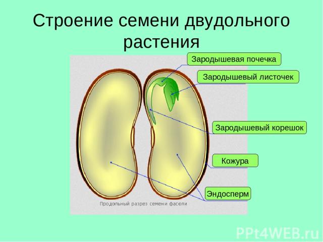Строение семени двудольного растения Кожура Эндосперм Зародышевый корешок Зародышевый листочек Зародышевая почечка