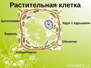 Оболочка Цитоплазма Вакуоль Ядро с ядрышком Хлоропласты Растительная клетка