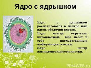 Ядро с ядрышком Ядро с ядрышком располагаются в центре или вдоль оболочки клетки
