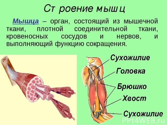 Строение мышц Мышца – орган, состоящий из мышечной ткани, плотной соединительной ткани, кровеносных сосудов и нервов, и выполняющий функцию сокращения.