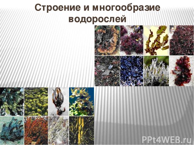 Строение и многообразие водорослей