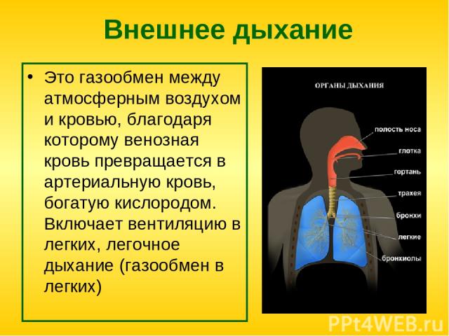 Внешнее дыхание Это газообмен между атмосферным воздухом и кровью, благодаря которому венозная кровь превращается в артериальную кровь, богатую кислородом. Включает вентиляцию в легких, легочное дыхание (газообмен в легких)