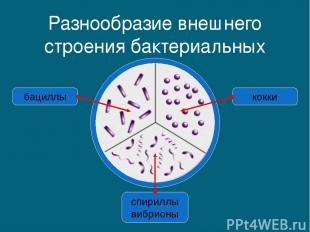 Разнообразие внешнего строения бактериальных клеток спириллы вибрионы бациллы ко