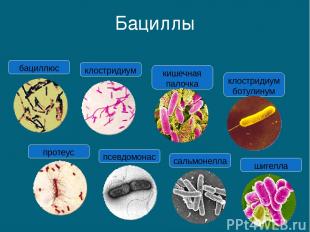 Бациллы протеус псевдомонас сальмонелла шигелла кишечная палочка клостридиум бот