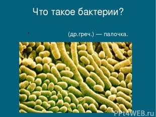 Что такое бактерии? βακτήριον (др.греч.) — палочка.