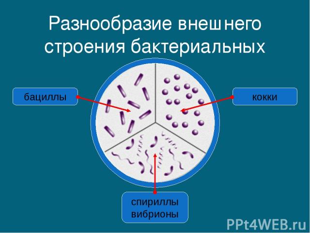 Разнообразие внешнего строения бактериальных клеток спириллы вибрионы бациллы кокки