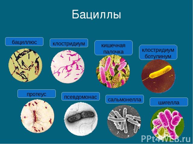 Бациллы протеус псевдомонас сальмонелла шигелла кишечная палочка клостридиум ботулинум клостридиум бациллюс