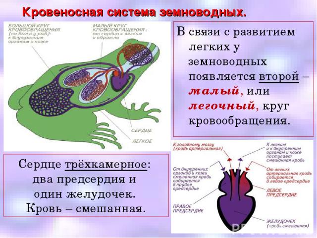 Кровеносная система земноводных. В связи с развитием легких у земноводных появляется второй – малый, или легочный, круг кровообращения. Сердце трёхкамерное: два предсердия и один желудочек. Кровь – смешанная.