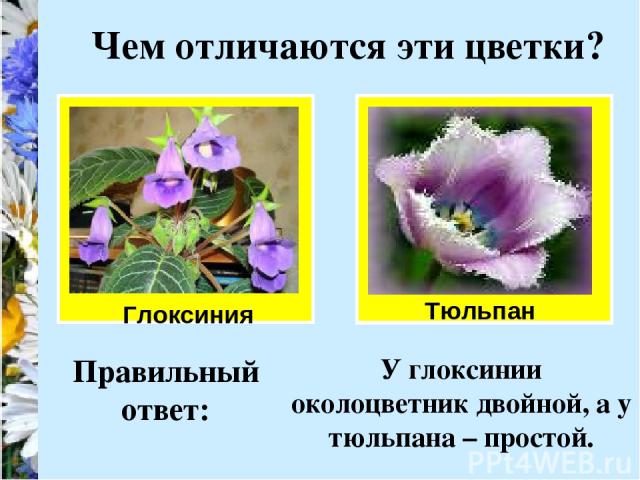Чем отличаются эти цветки? Глоксиния Тюльпан Правильный ответ: У глоксинии околоцветник двойной, а у тюльпана – простой.