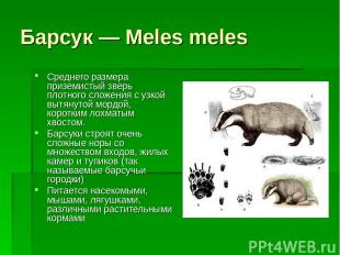 Барсук — Meles meles Среднего размера приземистый зверь плотного сложения с узко