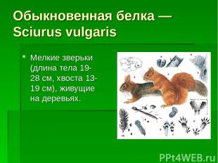Обыкновенная белка — Sciurus vulgaris Мелкие зверьки (длина тела 19-28 см, хвост