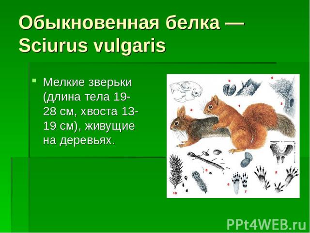 Обыкновенная белка — Sciurus vulgaris Мелкие зверьки (длина тела 19-28 см, хвоста 13-19 см), живущие на деревьях.