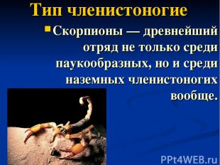 Тип членистоногие Скорпионы — древнейший отряд не только среди паукообразных, но