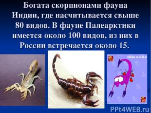 Богата скорпионами фауна Индии, где насчитывается свыше 80 видов. В фауне Палеар
