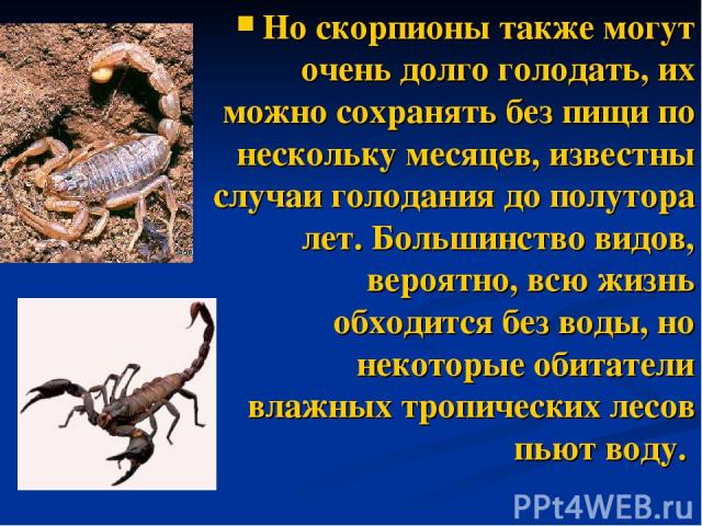 Но скорпионы также могут очень долго голодать, их можно сохранять без пищи по нескольку месяцев, известны случаи голодания до полутора лет. Большинство видов, вероятно, всю жизнь обходится без воды, но некоторые обитатели влажных тропических лесов п…