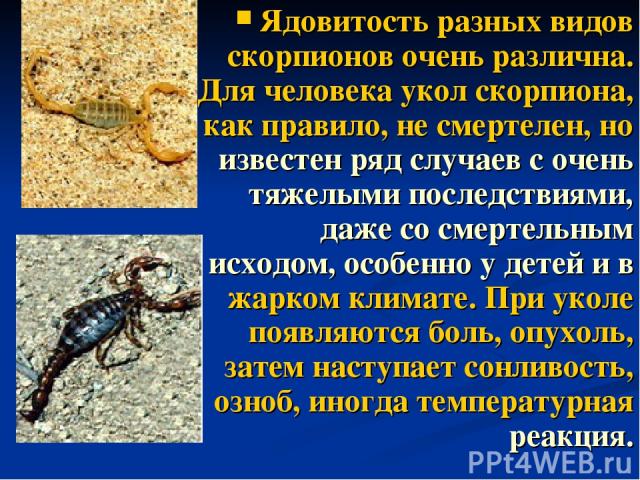 Ядовитость разных видов скорпионов очень различна. Для человека укол скорпиона, как правило, не смертелен, но известен ряд случаев с очень тяжелыми последствиями, даже со смертельным исходом, особенно у детей и в жарком климате. При уколе появляются…