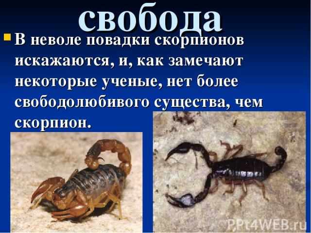 свобода В неволе повадки скорпионов искажаются, и, как замечают некоторые ученые, нет более свободолюбивого существа, чем скорпион.