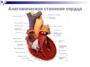 Анатомическое строение сердца