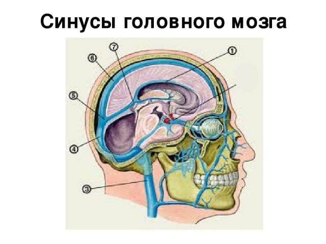Синусы головного мозга