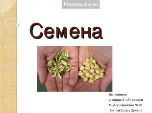 Семена Выполнила ученица 3 «А» класса МБОУ гимназии №26 Кипчакбаева Динара Preze