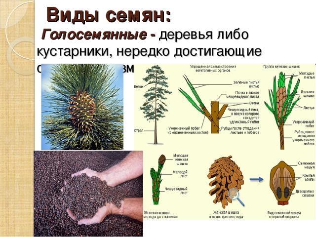 Виды семян: Голосемянные - деревья либо кустарники, нередко достигающие огромных размеров