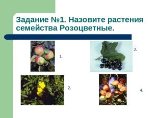 Задание №1. Назовите растения семейства Розоцветные. 1. 2. 3. 4.