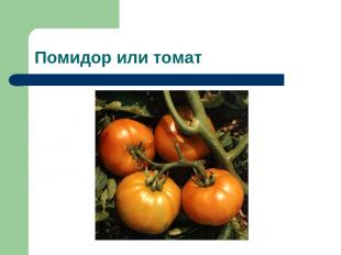 Помидор или томат