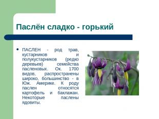 Паслён сладко - горький ПАСЛЕН - род трав, кустарников и полукустарников (редко