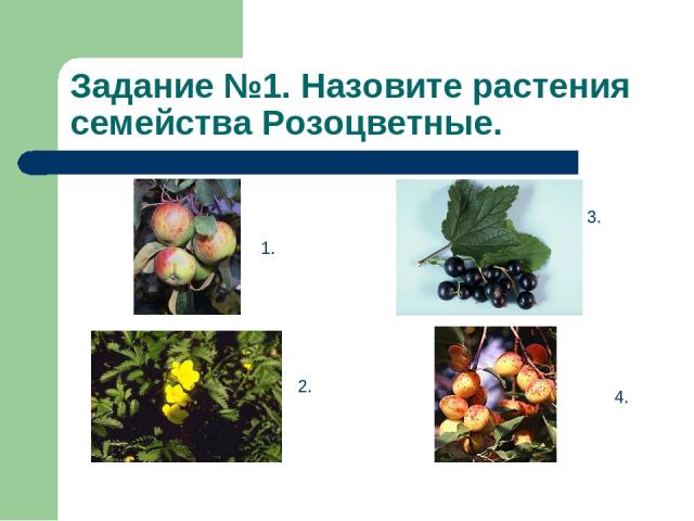Задание №1. Назовите растения семейства Розоцветные. 1. 2. 3. 4.
