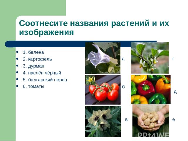 Соотнесите названия растений и их изображения 1. белена 2. картофель 3. дурман 4. паслён чёрный 5. болгарский перец 6. томаты а б в г д е