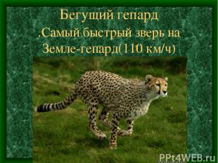 Бегущий гепард .Самый быстрый зверь на Земле-гепард(110 км/ч)