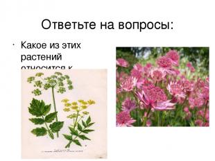 Ответьте на вопросы: Какое из этих растений относится к семейству зонтичные?