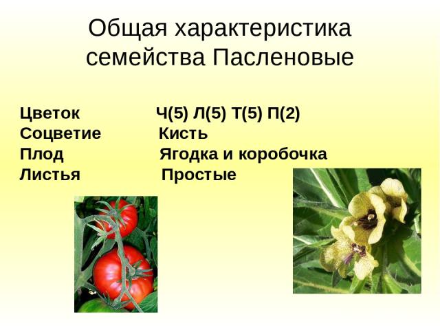 Общая характеристика семейства Пасленовые Цветок Ч(5) Л(5) Т(5) П(2) Соцветие Кисть Плод Ягодка и коробочка Листья Простые
