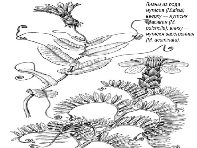 Лианы из рода мутисия (Mutisia). вверху — мутисия красивая (М. pulchella); внизу — мутисия заостренная (М. acuminata).