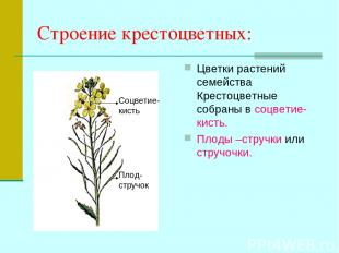 Строение крестоцветных: Цветки растений семейства Крестоцветные собраны в соцвет