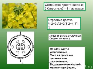 Строение цветка Ч 2+2 Л2+2 Т 2+4 П 1 Плод- стручок, стручочек Соцветие- кисть Ст