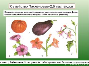 Семейство Пасленовые-2,5 тыс. видов 1- томат; 2- баклажан; 3- петуния; 4- табак