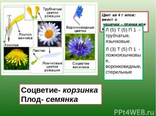 Цветки 4 типов: вместо чашечки – пленки или хохолок. Л (5) Т (5) П 1 - трубчатые