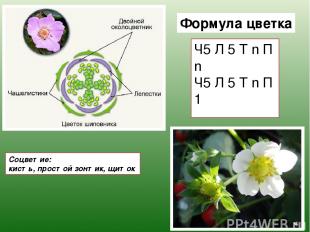 Формула цветка Ч5 Л 5 Т n П n Ч5 Л 5 Т n П 1 Соцветие: кисть, простой зонтик, щи