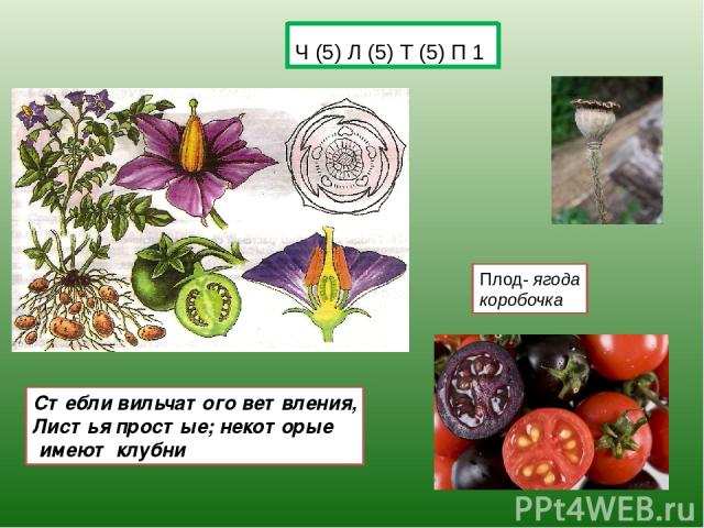 Ч (5) Л (5) Т (5) П 1 Плод- ягода коробочка Стебли вильчатого ветвления, Листья простые; некоторые имеют клубни