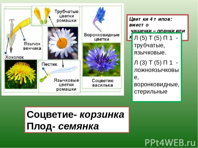 Цветки 4 типов: вместо чашечки – пленки или хохолок. Л (5) Т (5) П 1 - трубчатые, язычковые. Л (3) Т (5) П 1 - ложноязычковые, воронковидные, стерильные Соцветие- корзинка Плод- семянка