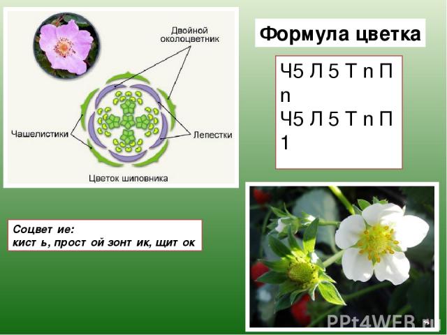 Формула цветка о 2 2т3п1. Формула цветка ч5л5т. Формула цветка ч5л5т бесконечность п1. Что такое формула цветка в биологии. Ч5 л5 т5 п1 формула цветка семейства.
