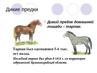 Дикие предки Дикий предок домашней лошади – тарпан. Тарпан был одомашнен 5-6 тыс
