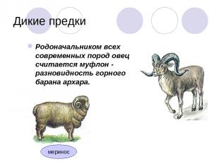 Дикие предки Родоначальником всех современных пород овец считается муфлон - разн