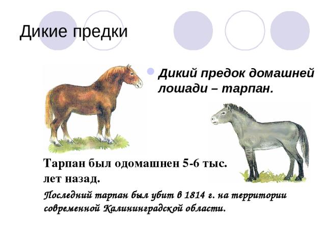 Дикие предки Дикий предок домашней лошади – тарпан. Тарпан был одомашнен 5-6 тыс. лет назад. Последний тарпан был убит в 1814 г. на территории современной Калининградской области.